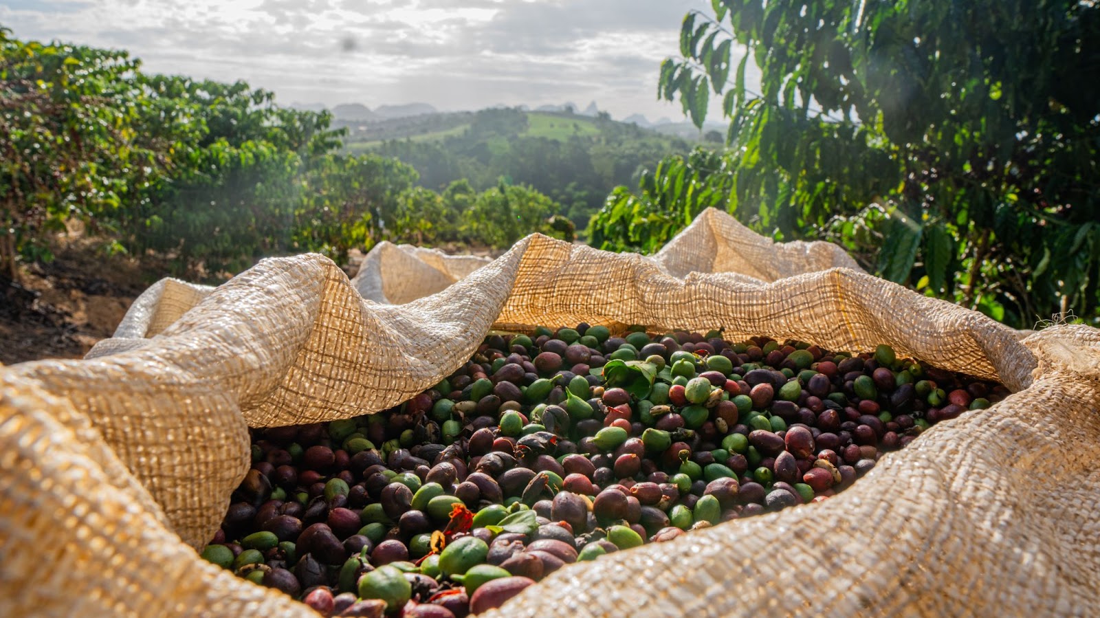 A foto exemplifica um período de colheita, com grãos maduros e verdes sendo colhidos em uma lavoura de café. 