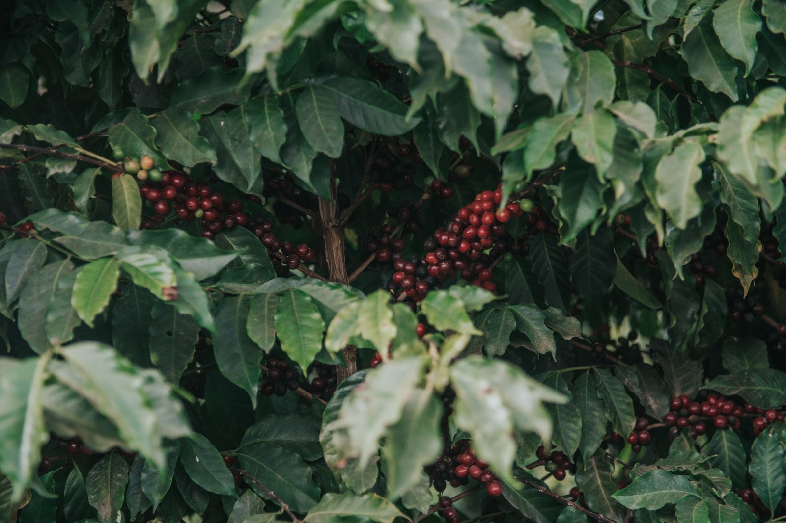 Café pronto para colheita em fazenda parceira da Nucoffee no Sul de Minas Gerais