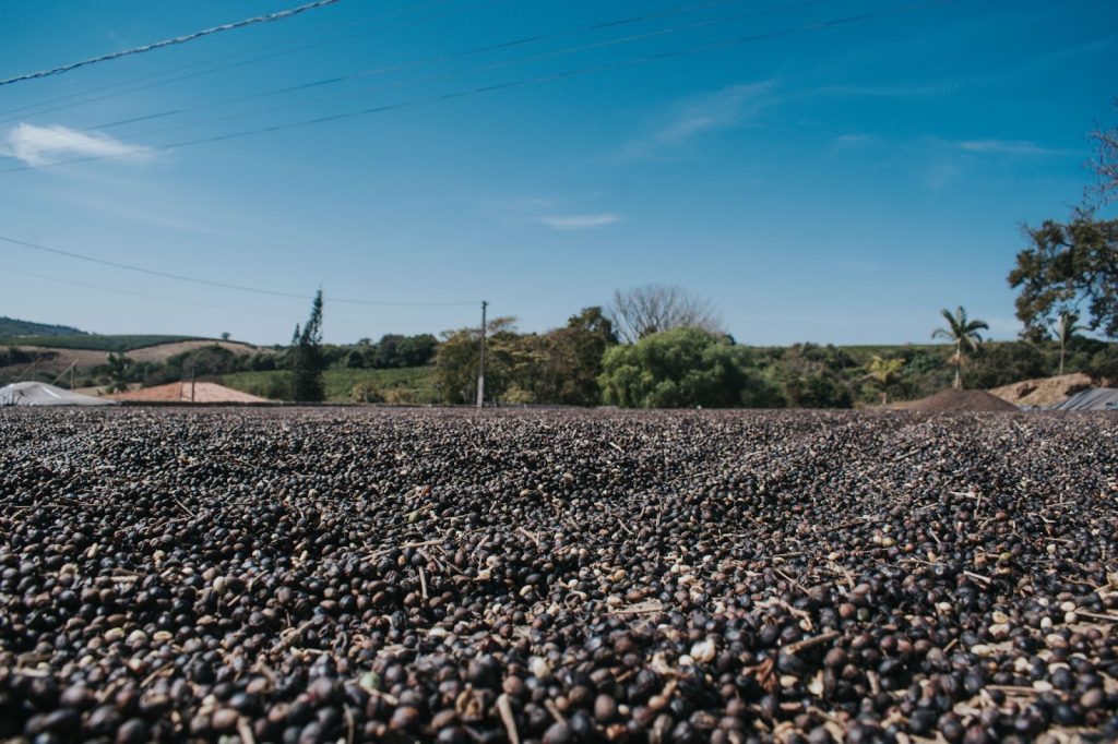 Terreiro de café durante colheita em fazenda parceira da Nucoffee em Minas Gerais. 