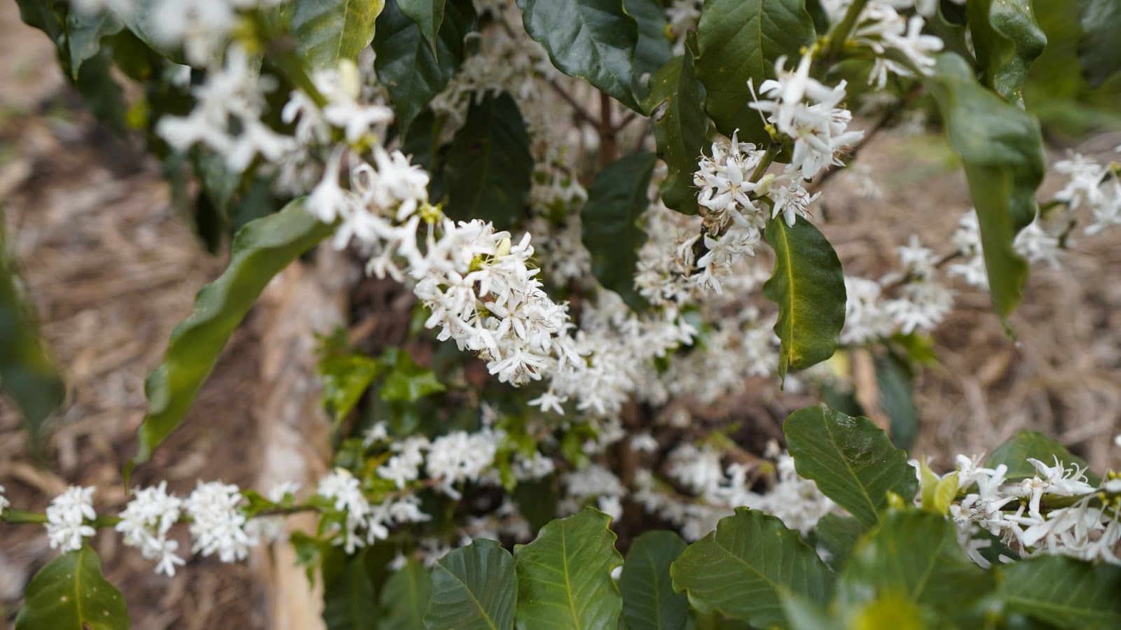 As fotos mostram o momento de florada em uma lavoura de café, em fazenda de Minas Gerais. 