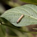 spodoptera frugiperda