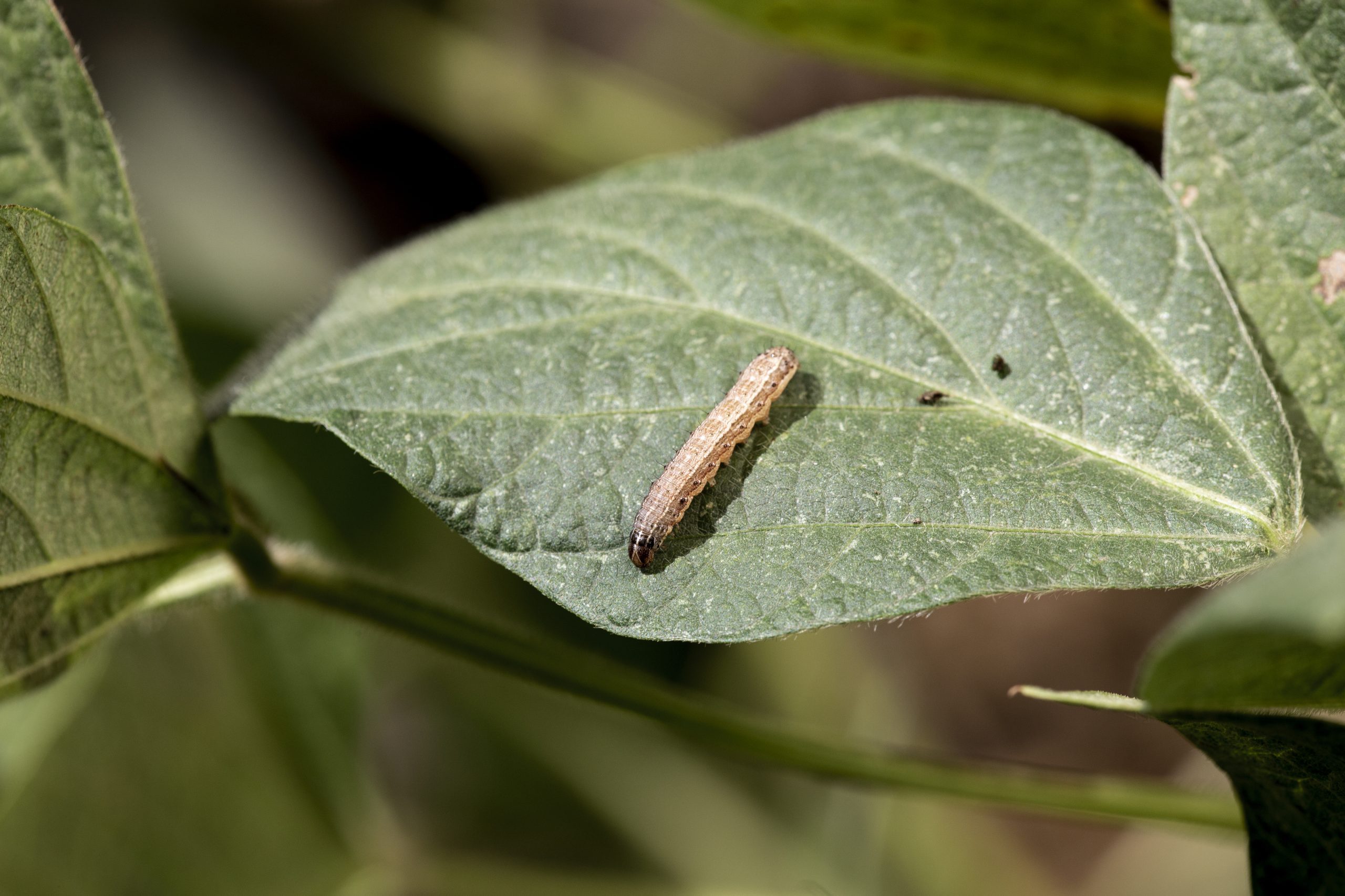 spodoptera frugiperda