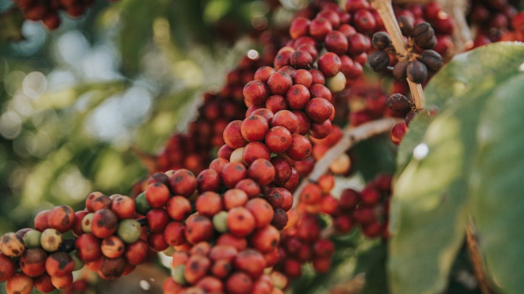 Produção de café arábica, lavoura registrada durante a safra 2024. 