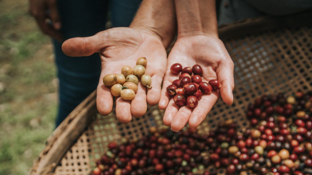 Grão de café cereja em variedades diferentes. 