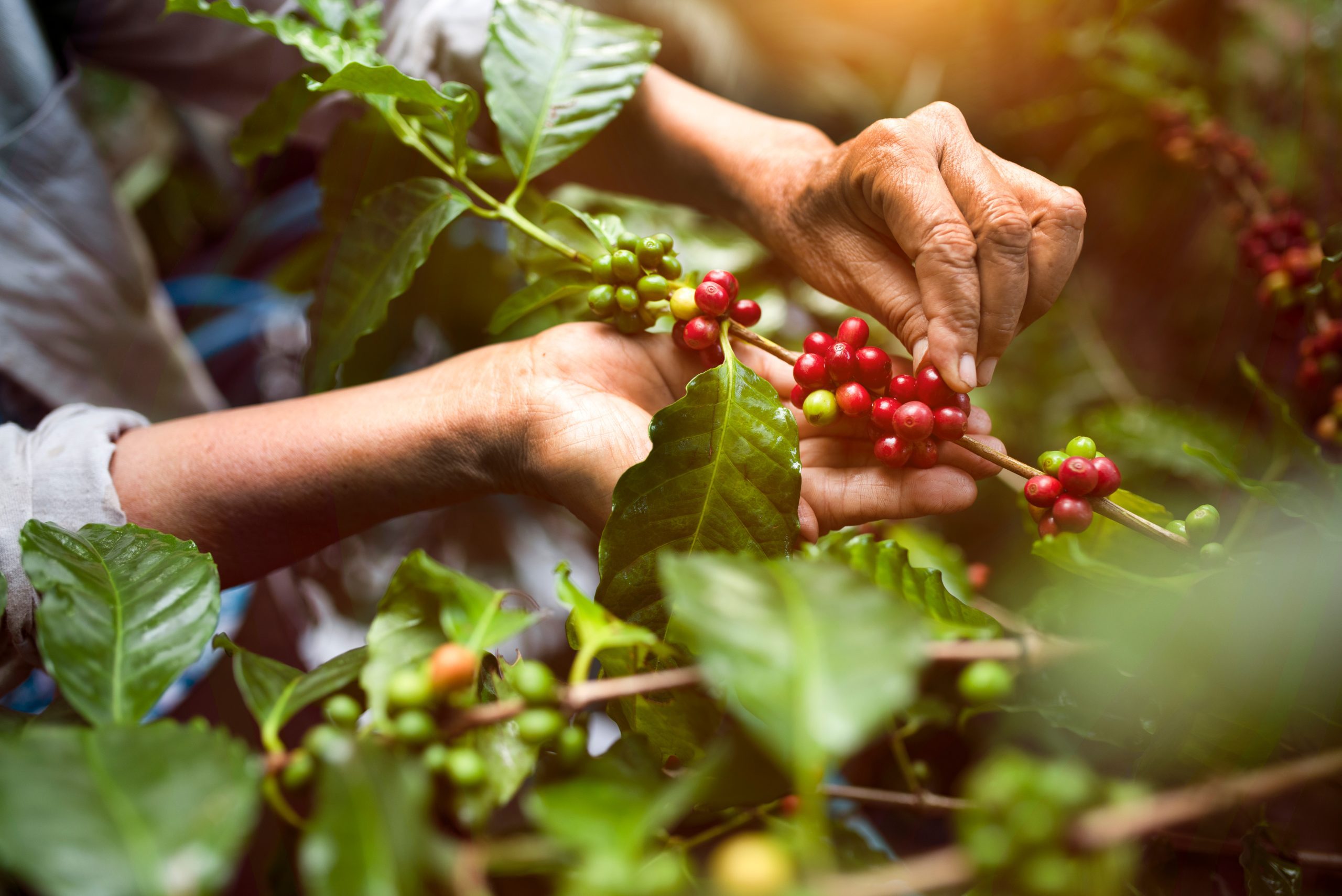 produção de café