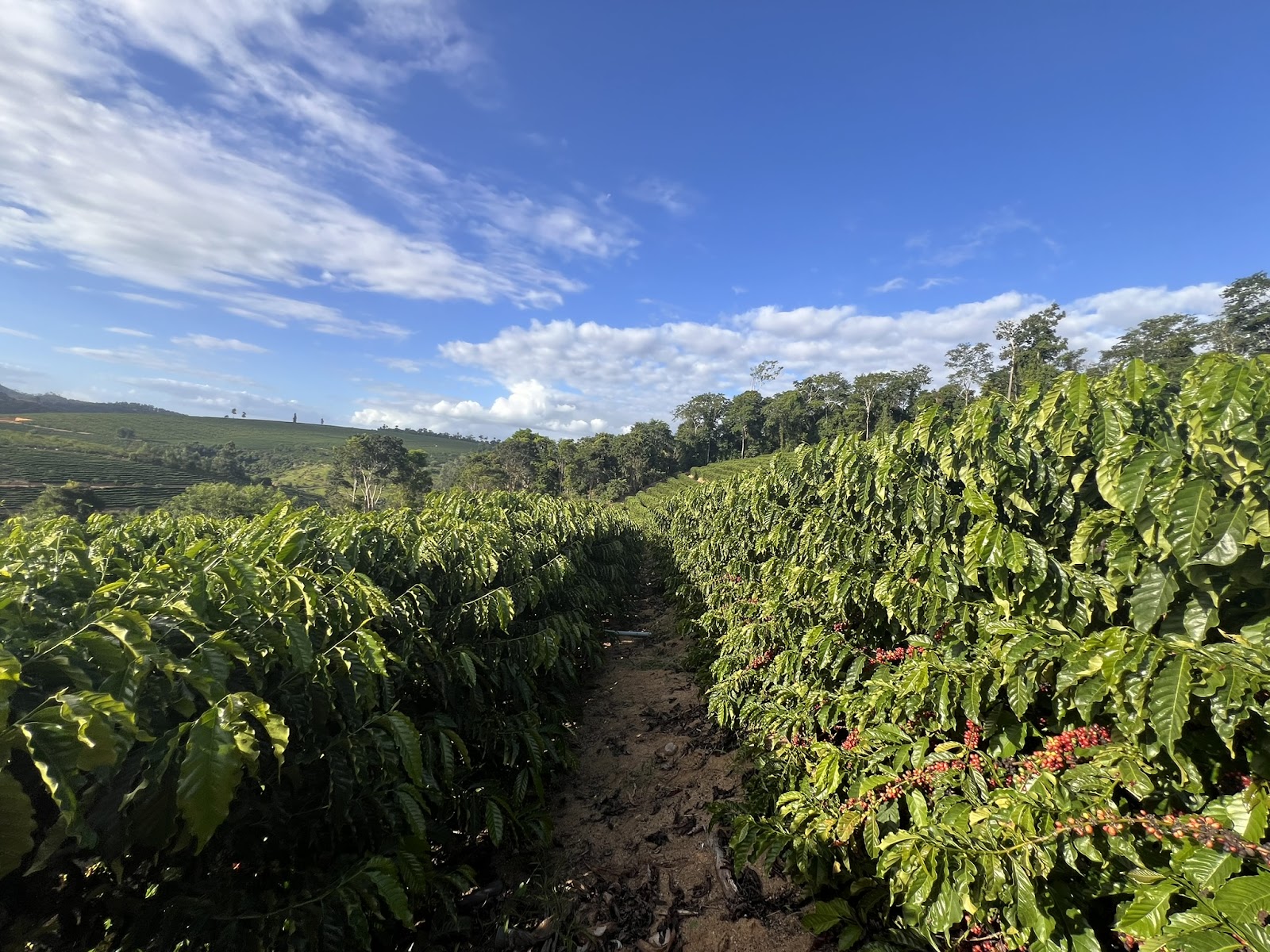 Lavoura de café Conilon, no Espirito Santos, Brasil, durante safra 2024. 