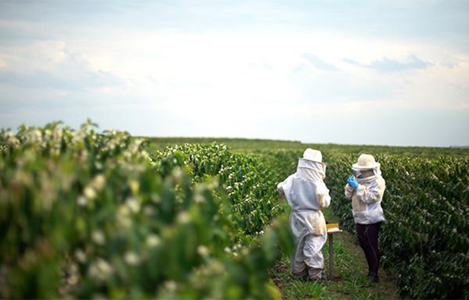 Técnicos em fazenda cafeeira de Minas Gerais, durante aplicação de produtos em campo. 