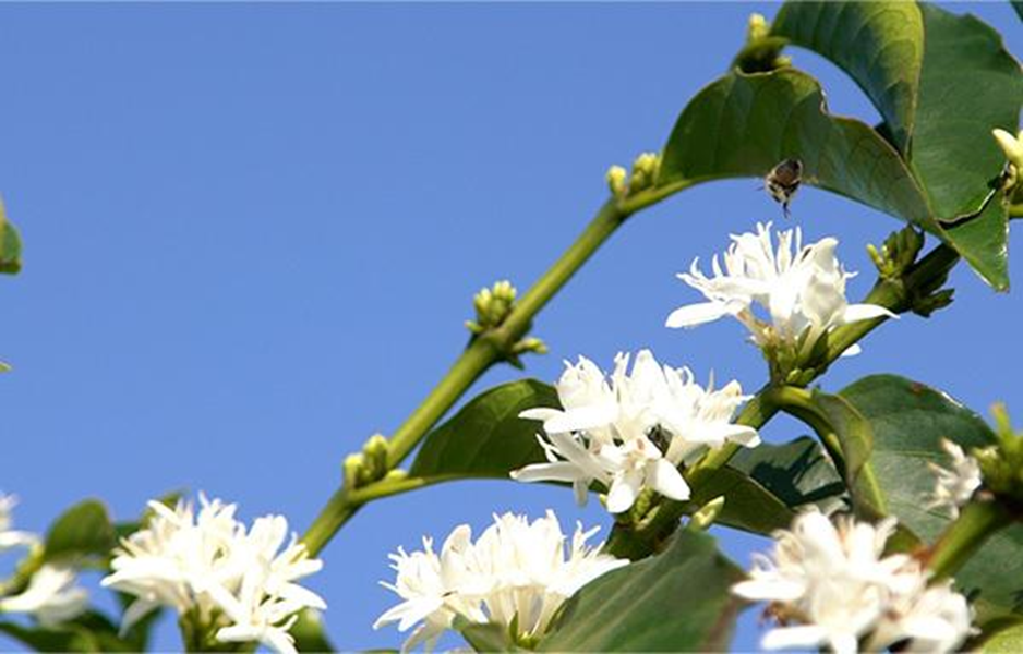 Florada do café em fazenda de Minas Gerais, exposta em temperaturas altas, acima da média para o período