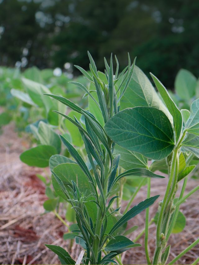 Resistência de plantas daninhas em foco!