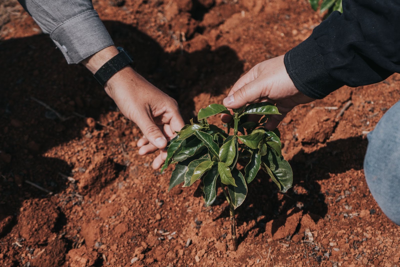 Lavoura nova de café sendo cultivada no interior de Minas Gerais, em fazenda parceira da Syngenta e da Nucoffee