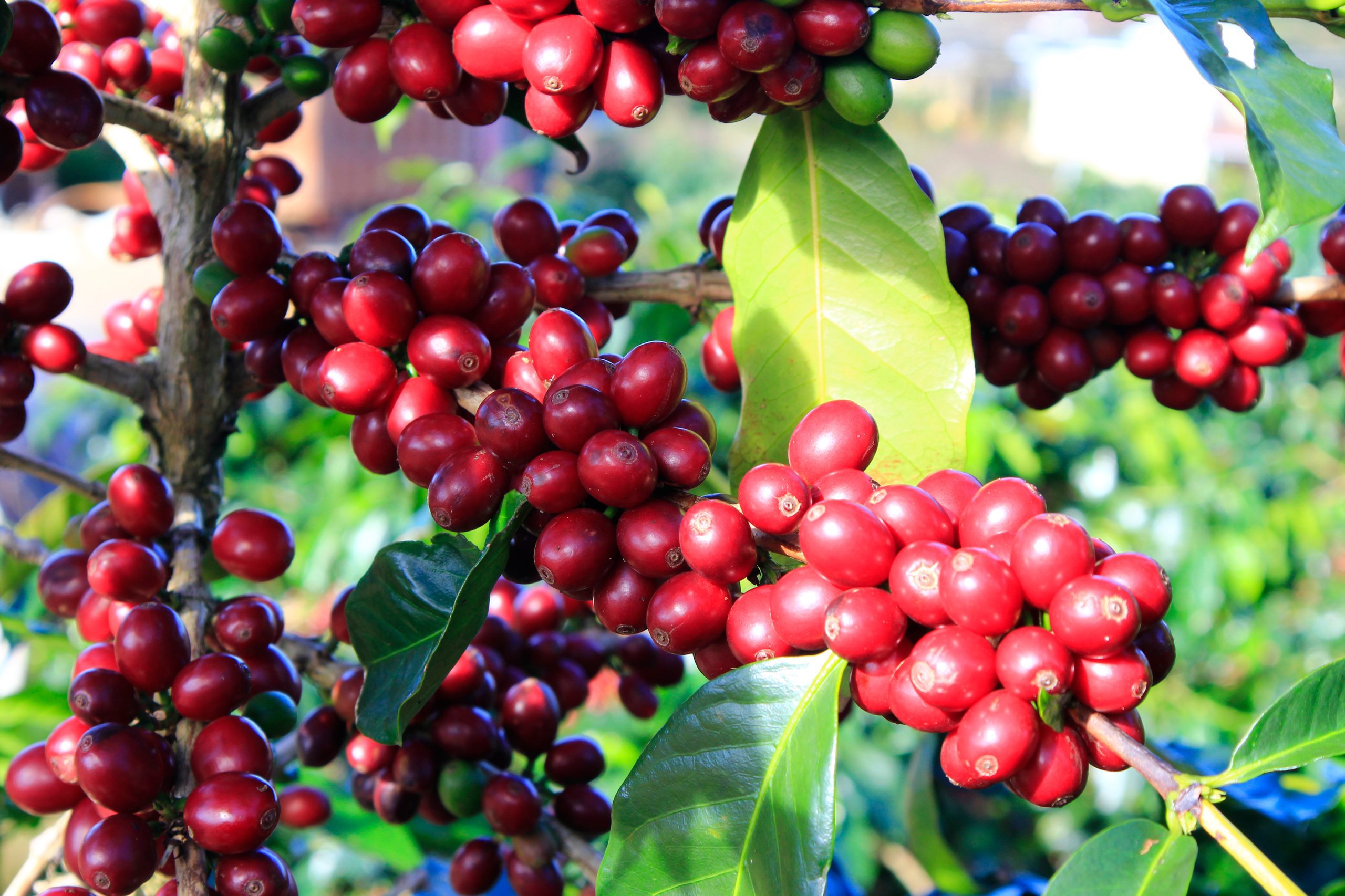 doenças do café