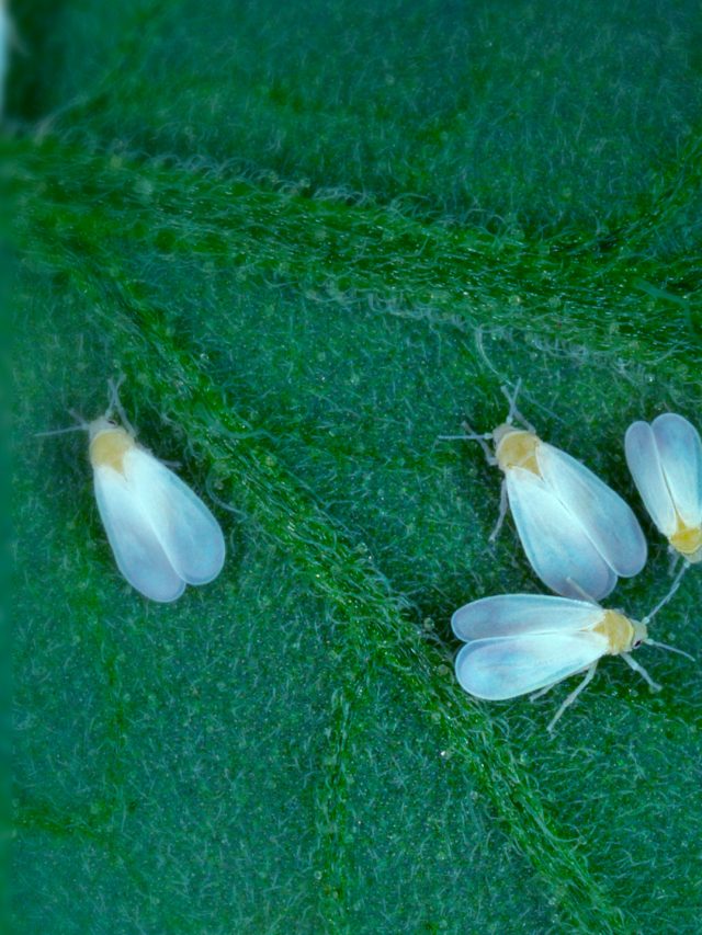 Mosca-branca na soja: atenção redobrada