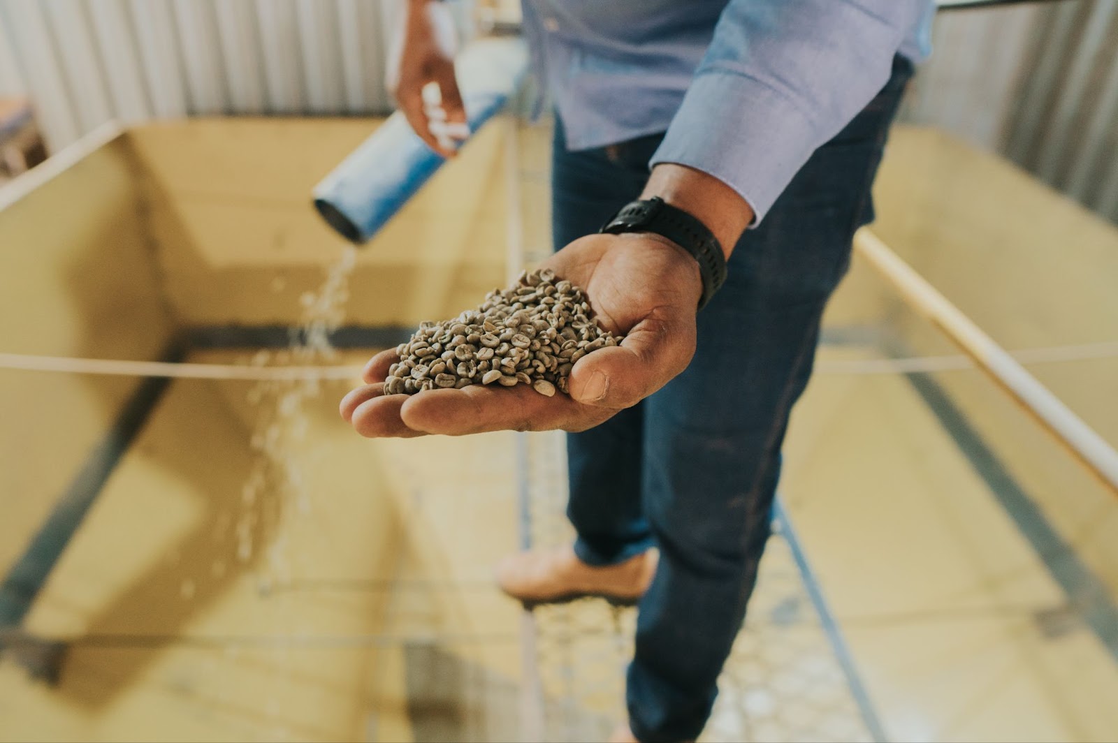 Grãos de café após secagem no interior de Minas Gerais 