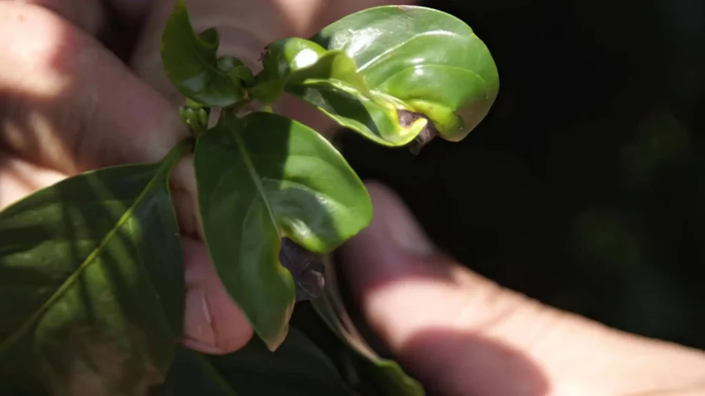 Identificação de doenças e pragas em lavoura cafeeira