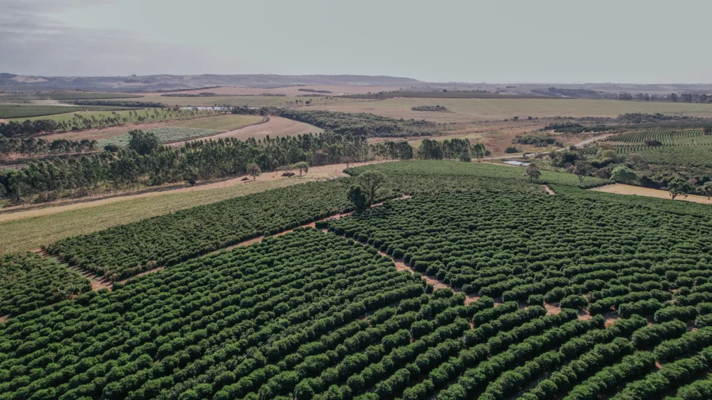 Lavoura de café em Minas Gerais 