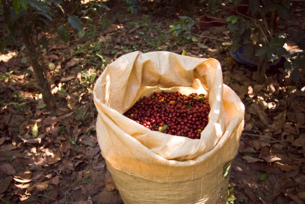 Colheita de café no interior de Minas Gerais 