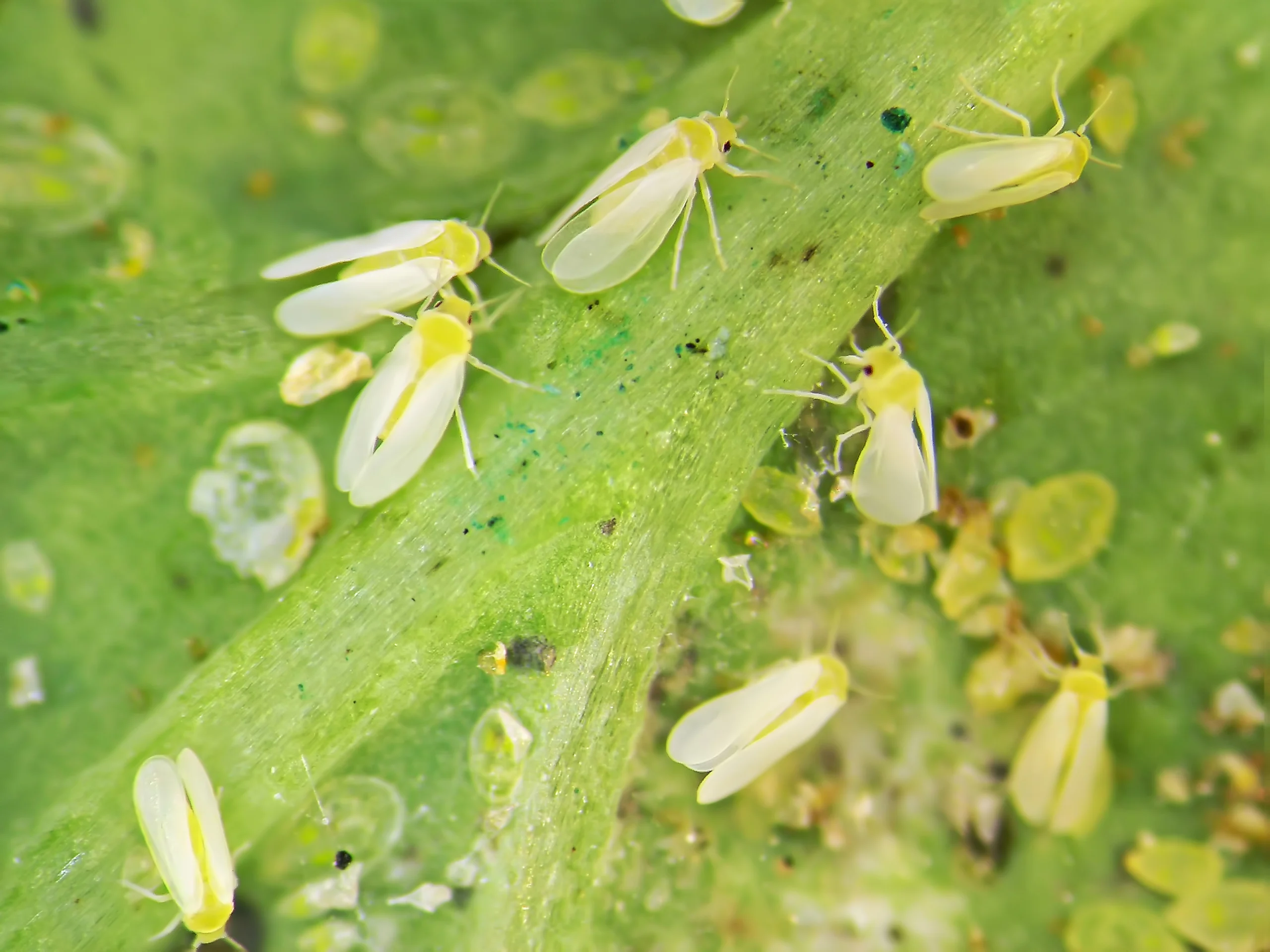 Silverleaf-whitefly_-_Lat.-Bemisia-tabaci_-_Hemiptera_-Aleyrodidae__-nymphs-and-adults