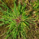 Plantas daninhas no feijão