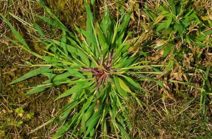 Plantas daninhas no feijão